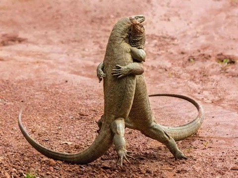 Cười té ghế với gấu, cú mèo, rồng Komodo... siêu hài hước trong năm 2018 - Ảnh 13. Cười té ghế với gấu, cú mèo, rồng Komodo... siêu hài hước trong năm 2018 - Ảnh 13.