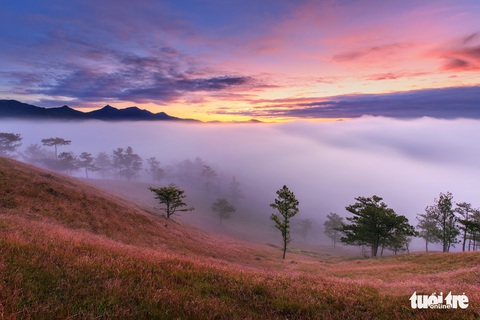 Ngủ đêm giữa rừng để ngắm cỏ hồng lúc bình minh - Ảnh 3. Ngủ đêm giữa rừng để ngắm cỏ hồng lúc bình minh - Ảnh 3.