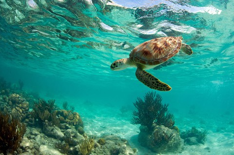 Khám phá bán đảo Yucatán với tàn tích Maya - Ảnh 4. Khám phá bán đảo Yucatán với tàn tích Maya - Ảnh 4.