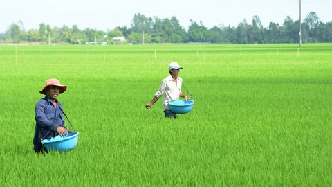 Nông dân chóng mặt vì giá phân bón tăng - Ảnh 1. Nông dân chóng mặt vì giá phân bón tăng - Ảnh 1.