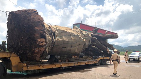 Tạm giữ xe chở cây siêu khủng từ Đắk Lắk ra Ninh Bình - Ảnh 1. Tạm giữ xe chở cây siêu khủng từ Đắk Lắk ra Ninh Bình - Ảnh 1.