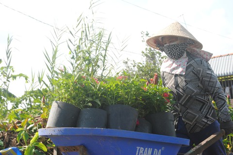 3 triệu giỏ hoa Sa Đéc chờ Tết, tăng 1 triệu so với năm trước - Ảnh 3. 3 triệu giỏ hoa Sa Đéc chờ Tết, tăng 1 triệu so với năm trước - Ảnh 3.