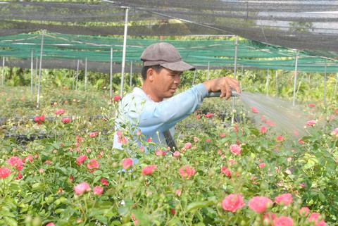 3 triệu giỏ hoa Sa Đéc chờ Tết, tăng 1 triệu so với năm trước - Ảnh 1. 3 triệu giỏ hoa Sa Đéc chờ Tết, tăng 1 triệu so với năm trước - Ảnh 1.