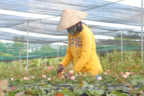 3 triệu giỏ hoa Sa Đéc chờ Tết, tăng 1 triệu so với năm trước - Ảnh 4. 3 triệu giỏ hoa Sa Đéc chờ Tết, tăng 1 triệu so với năm trước - Ảnh 4.