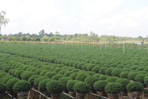 3 triệu giỏ hoa Sa Đéc chờ Tết, tăng 1 triệu so với năm trước - Ảnh 5. 3 triệu giỏ hoa Sa Đéc chờ Tết, tăng 1 triệu so với năm trước - Ảnh 5.