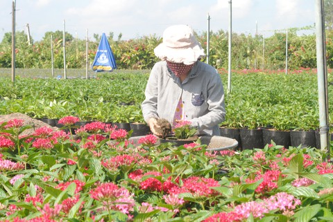 3 triệu giỏ hoa Sa Đéc chờ Tết, tăng 1 triệu so với năm trước - Ảnh 6. 3 triệu giỏ hoa Sa Đéc chờ Tết, tăng 1 triệu so với năm trước - Ảnh 6.
