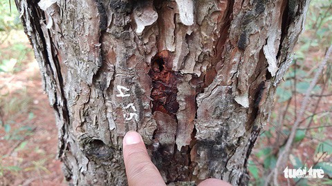 Ngăn chặn tình trạng đầu độc, bức hại cây xanh - Ảnh 1. Ngăn chặn tình trạng đầu độc, bức hại cây xanh - Ảnh 1.