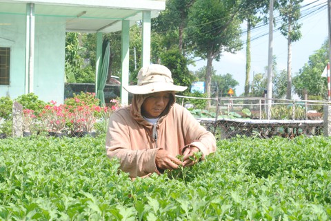 3 triệu giỏ hoa Sa Đéc chờ Tết, tăng 1 triệu so với năm trước - Ảnh 2. 3 triệu giỏ hoa Sa Đéc chờ Tết, tăng 1 triệu so với năm trước - Ảnh 2.