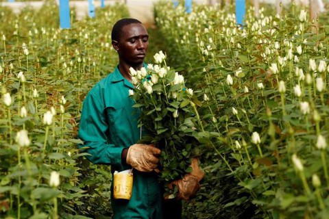 Nông dân Kenya dùng điện thoại kiểm tra hạt giống giả - Ảnh 1. Nông dân Kenya dùng điện thoại kiểm tra hạt giống giả - Ảnh 1.