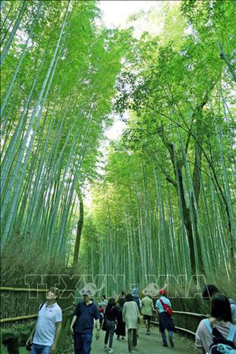 Chiêm ngưỡng cảnh sắc tuyệt đẹp ở công viên Arashiyama, Kyoto - Ảnh 5. Chiêm ngưỡng cảnh sắc tuyệt đẹp ở công viên Arashiyama, Kyoto - Ảnh 5.