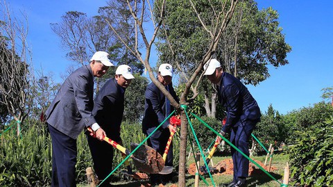 Trồng 125 cây hoa anh đào Nhật Bản tại Đà Lạt - Ảnh 1. Trồng 125 cây hoa anh đào Nhật Bản tại Đà Lạt - Ảnh 1.