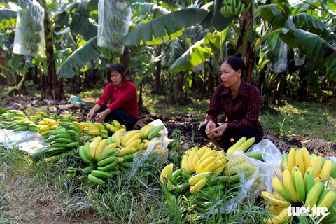 3.000 buồng chuối chuẩn bị tết bỗng ngả vàng không bình thường - Ảnh 1. 3.000 buồng chuối chuẩn bị tết bỗng ngả vàng không bình thường - Ảnh 1.