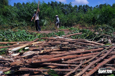 Dân tố bị chặt trên 7ha tràm, công an vào cuộc xác minh - Ảnh 1. Dân tố bị chặt trên 7ha tràm, công an vào cuộc xác minh - Ảnh 1.