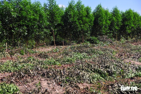 Dân tố bị chặt trên 7ha tràm, công an vào cuộc xác minh - Ảnh 3. Dân tố bị chặt trên 7ha tràm, công an vào cuộc xác minh - Ảnh 3.