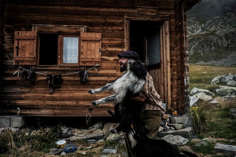 Theo chân người chăn cừu trên vùng đồng cỏ núi Alps - Ảnh 8. Theo chân người chăn cừu trên vùng đồng cỏ núi Alps - Ảnh 8.