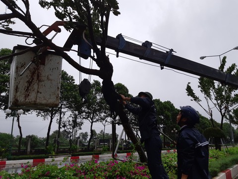 Bão số 9: cây xanh ngã đổ đè bẹp xe máy - Ảnh 1. Bão số 9: cây xanh ngã đổ đè bẹp xe máy - Ảnh 1.