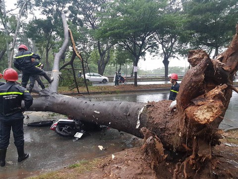 Bão số 9: cây xanh ngã đổ đè bẹp xe máy - Ảnh 4. Bão số 9: cây xanh ngã đổ đè bẹp xe máy - Ảnh 4.