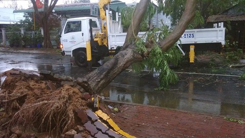 Bão số 9: cây xanh ngã đổ đè bẹp xe máy - Ảnh 3. Bão số 9: cây xanh ngã đổ đè bẹp xe máy - Ảnh 3.