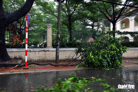 Vũng Tàu bắt đầu mưa to, cây gãy đổ - Ảnh 2. Vũng Tàu bắt đầu mưa to, cây gãy đổ - Ảnh 2.