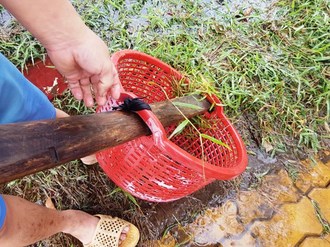 Người dân ven Sài Gòn rủ nhau bắt cá trên đường ngập - Ảnh 4. Người dân ven Sài Gòn rủ nhau bắt cá trên đường ngập - Ảnh 4.