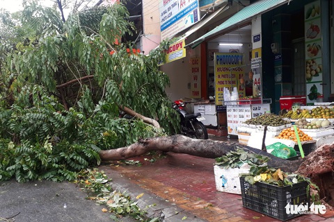Vũng Tàu trở lại cuộc sống bình thường sau bão - Ảnh 2. Vũng Tàu trở lại cuộc sống bình thường sau bão - Ảnh 2.