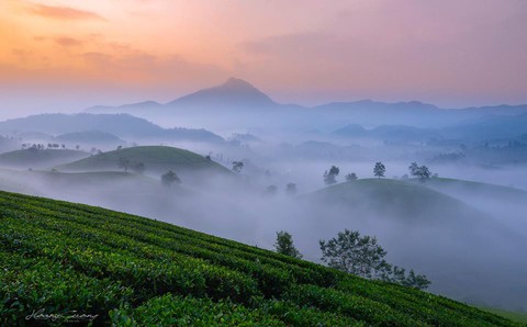 Đồi chè Long Cốc bồng bềnh sương mây - Ảnh 2. Đồi chè Long Cốc bồng bềnh sương mây - Ảnh 2.