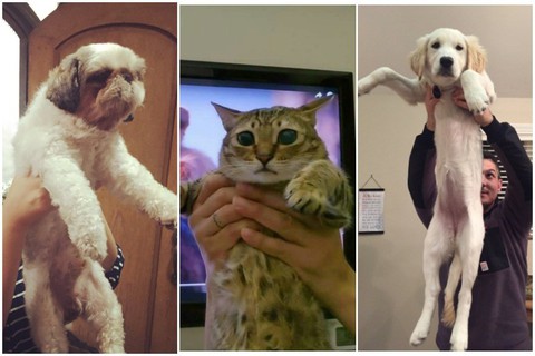 Quá mê The Lion King, khán giả chế ảnh Simba phiên bản chó mèo - Ảnh 1. Quá mê The Lion King, khán giả chế ảnh Simba phiên bản chó mèo - Ảnh 1.