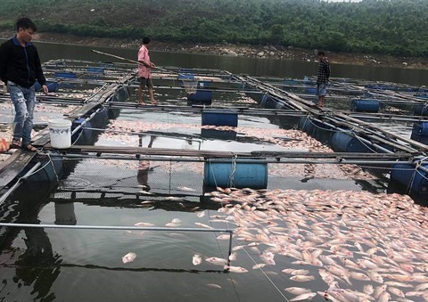 Hàng tấn cá diêu hồng ở lồng bè chết, thiệt hại tiền tỉ - Ảnh 1. Hàng tấn cá diêu hồng ở lồng bè chết, thiệt hại tiền tỉ - Ảnh 1.