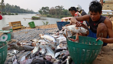 Campuchia muốn xây hồ giữ lại cá sông Mekong cho mình - Ảnh 1. Campuchia muốn xây hồ giữ lại cá sông Mekong cho mình - Ảnh 1.