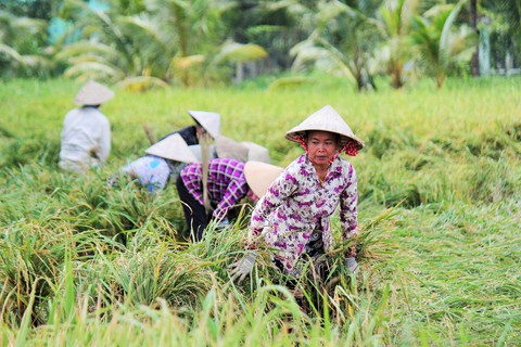 Nông dân Tiền Giang hối hả bơm nước cứu 10.000ha lúa - Ảnh 4. Nông dân Tiền Giang hối hả bơm nước cứu 10.000ha lúa - Ảnh 4.