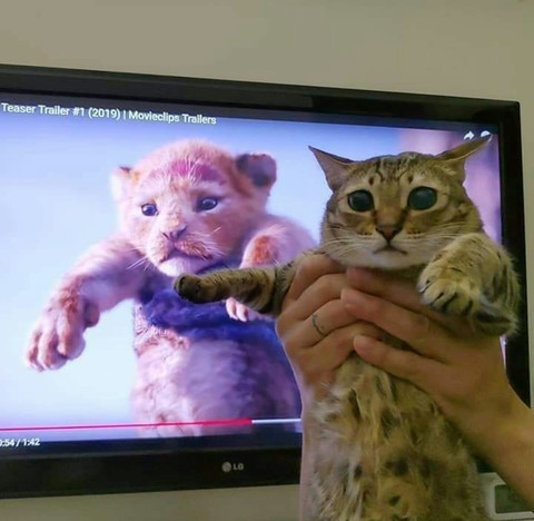 Quá mê The Lion King, khán giả chế ảnh Simba phiên bản chó mèo - Ảnh 7. Quá mê The Lion King, khán giả chế ảnh Simba phiên bản chó mèo - Ảnh 7.