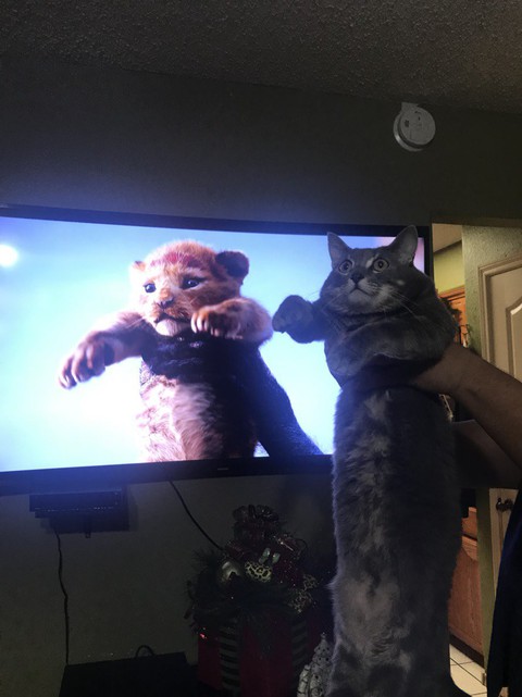 Quá mê The Lion King, khán giả chế ảnh Simba phiên bản chó mèo - Ảnh 11. Quá mê The Lion King, khán giả chế ảnh Simba phiên bản chó mèo - Ảnh 11.