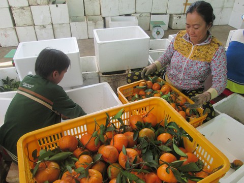 Tết này sẽ thiếu quýt hồng Lai Vung? - Ảnh 2. Tết này sẽ thiếu quýt hồng Lai Vung? - Ảnh 2.