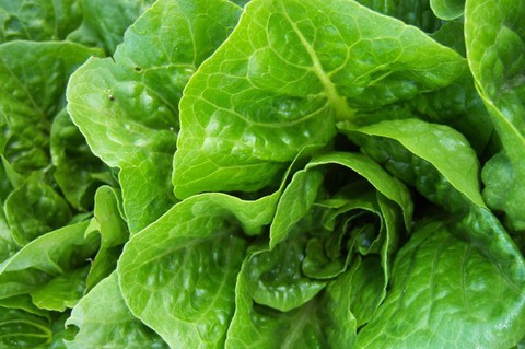 Rau diếp nhiễm khuẩn E.Coli có nguồn gốc từ California - Ảnh 1. Rau diếp nhiễm khuẩn E.Coli có nguồn gốc từ California - Ảnh 1.