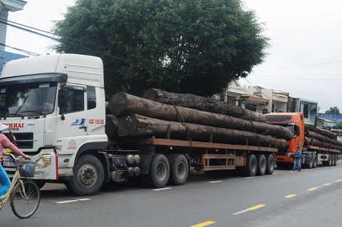 Lập biên bản xử phạt hai xe chở cây gỗ “khủng” quá khổ - Ảnh 1. Lập biên bản xử phạt hai xe chở cây gỗ “khủng” quá khổ - Ảnh 1.