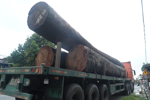 Lập biên bản xử phạt hai xe chở cây gỗ “khủng” quá khổ - Ảnh 2. Lập biên bản xử phạt hai xe chở cây gỗ “khủng” quá khổ - Ảnh 2.