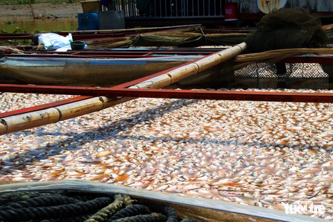 Hỗ trợ 12,2 tỉ đồng cho 129 hộ dân nuôi cá lồng bè trên sông La Ngà - Ảnh 2. Hỗ trợ 12,2 tỉ đồng cho 129 hộ dân nuôi cá lồng bè trên sông La Ngà - Ảnh 2.