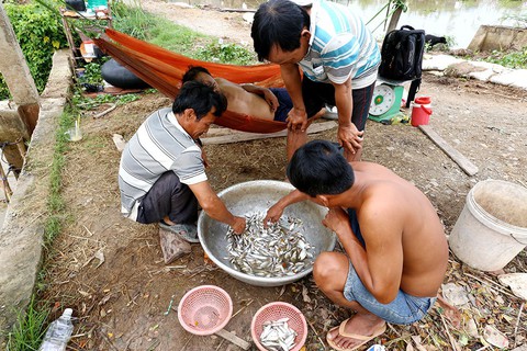 Những mùa cá đồng miền lũ - kỳ 1: Hiện tại và ký ức - Ảnh 4. Những mùa cá đồng miền lũ - kỳ 1: Hiện tại và ký ức - Ảnh 4.
