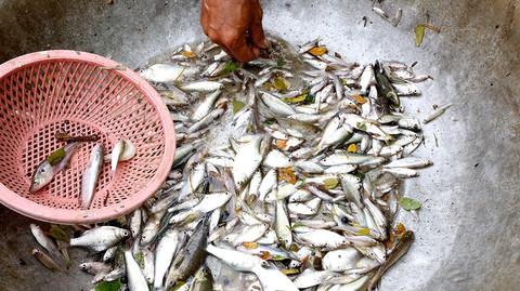 Những mùa cá đồng miền lũ - kỳ 1: Hiện tại và ký ức - Ảnh 3. Những mùa cá đồng miền lũ - kỳ 1: Hiện tại và ký ức - Ảnh 3.