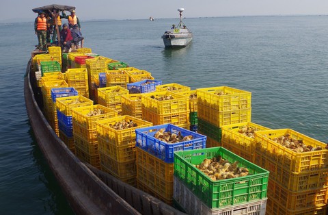 Bắt thuyền chở 50.000 gà giống từ Trung Quốc về Việt Nam - Ảnh 1. Bắt thuyền chở 50.000 gà giống từ Trung Quốc về Việt Nam - Ảnh 1.