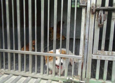 Hà Nội thành lập đội săn bắt chó thả rông - Ảnh 1. Hà Nội thành lập đội săn bắt chó thả rông - Ảnh 1.
