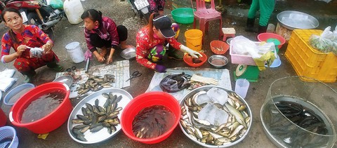 Những mùa cá đồng miền lũ - kỳ 3: Khi nguồn cá đồng cạn kiệt - Ảnh 3. Những mùa cá đồng miền lũ - kỳ 3: Khi nguồn cá đồng cạn kiệt - Ảnh 3.