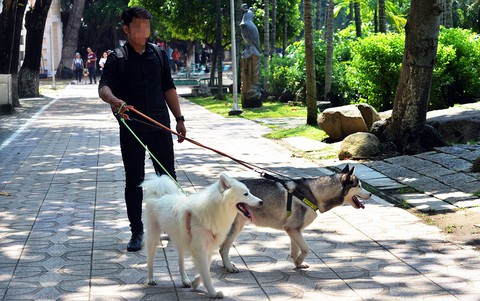 Chó đáng yêu nhưng coi chừng phần hoang dại - Ảnh 1. Chó đáng yêu nhưng coi chừng phần hoang dại - Ảnh 1.