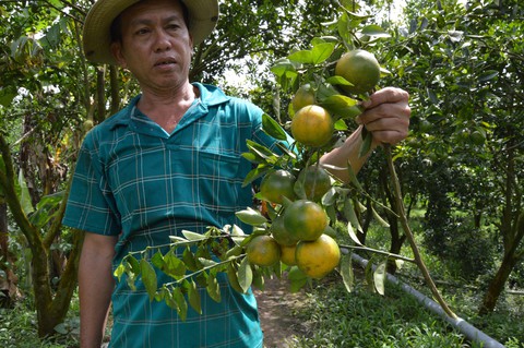 Cam, quýt hồng Lai Vung rủ nhau chết xanh - Ảnh 3. Cam, quýt hồng Lai Vung rủ nhau chết xanh - Ảnh 3.