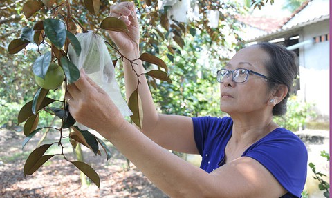 Kiếm tiền tỉ từ đưa vú sữa Lò Rèn đi Mỹ - Ảnh 1. Kiếm tiền tỉ từ đưa vú sữa Lò Rèn đi Mỹ - Ảnh 1.