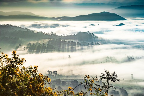 Thảm dã quỳ trên núi lửa Chư Đăng Ya hùng vĩ - Ảnh 11. Thảm dã quỳ trên núi lửa Chư Đăng Ya hùng vĩ - Ảnh 11.