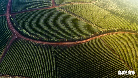 Mở mắt thấy thiên đường Bảo Lộc - Ảnh 1. Mở mắt thấy thiên đường Bảo Lộc - Ảnh 1.