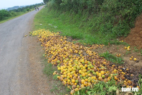 Cam Vinh bất ngờ rụng hàng loạt, dân phải đào hố chôn - Ảnh 3. Cam Vinh bất ngờ rụng hàng loạt, dân phải đào hố chôn - Ảnh 3.