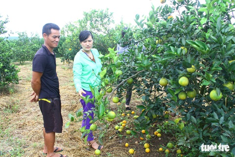 Cam Vinh bất ngờ rụng hàng loạt, dân phải đào hố chôn - Ảnh 2. Cam Vinh bất ngờ rụng hàng loạt, dân phải đào hố chôn - Ảnh 2.