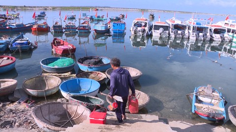 Tận diệt hải sản trong khu bảo tồn biển Lý Sơn - Ảnh 3. Tận diệt hải sản trong khu bảo tồn biển Lý Sơn - Ảnh 3.